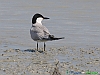 Uccelli charadriiformi 23 - Sterna zampenere.jpg